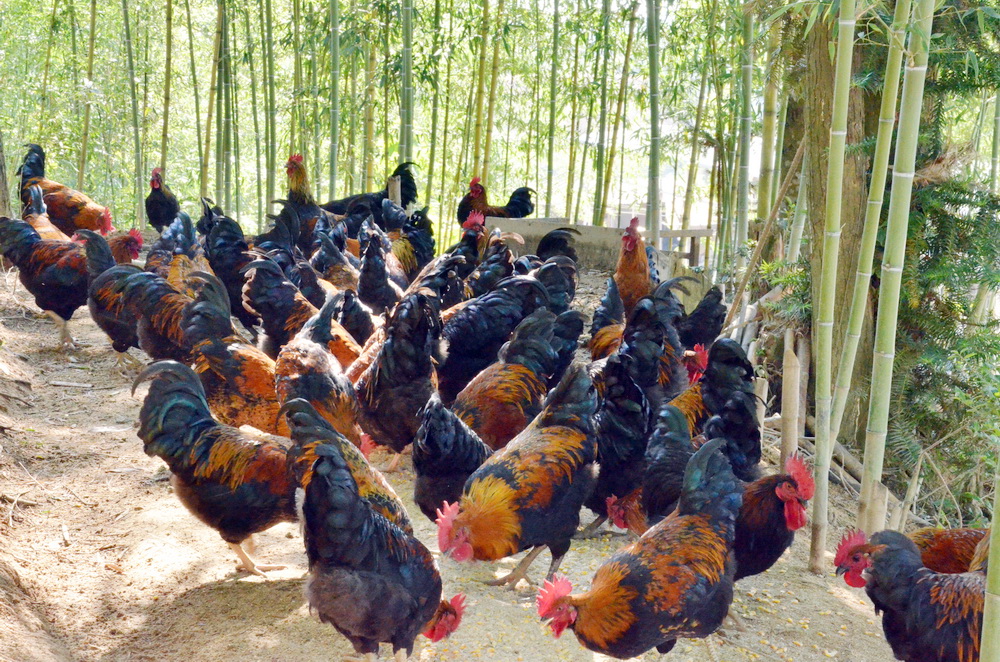 散养灵芝鸡